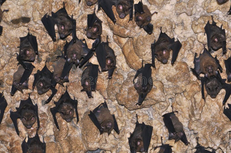 501 Bats Cave Ceiling Stock Photos Free & RoyaltyFree Stock Photos