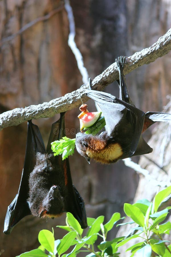 Bats Eating Watermelon Stock Photos Free & RoyaltyFree Stock Photos