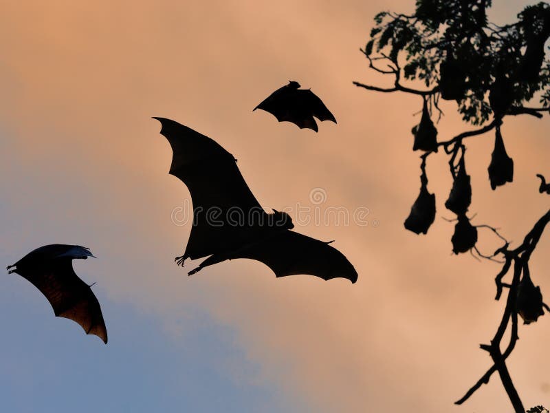 Million Bats at Thailand stock image. Image of night 75673773