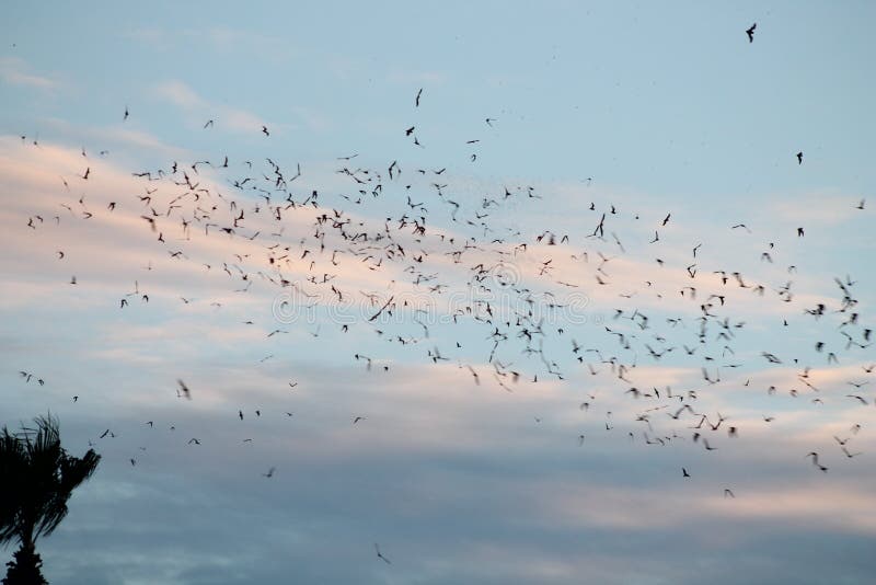 Bats Flying in Tucson Sunset. Stock Photo Image of dusk, palm 69212238