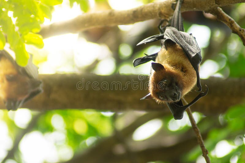 Bats are Hanging Upside Down on the Branch of Tree Stock Image Image