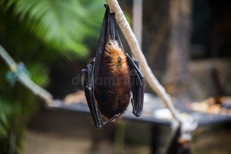 golden crowned flying fox