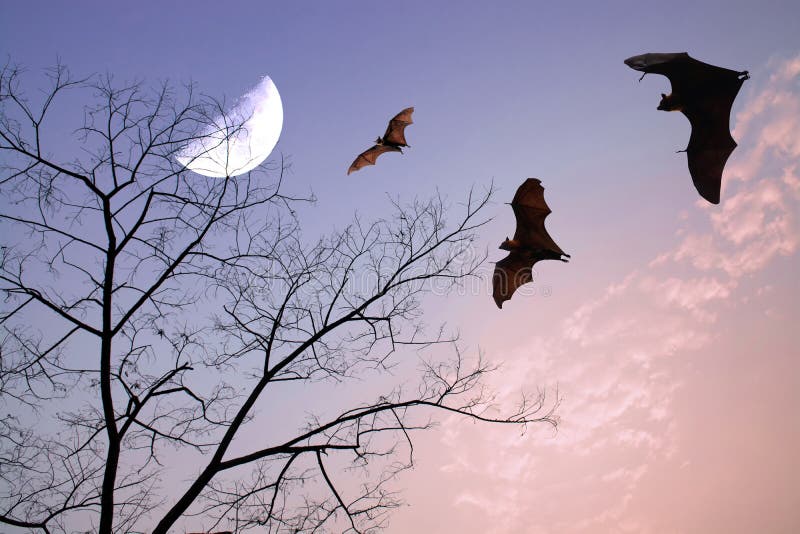 Bats silhouettes over beautiful branch and half moon as halloween background