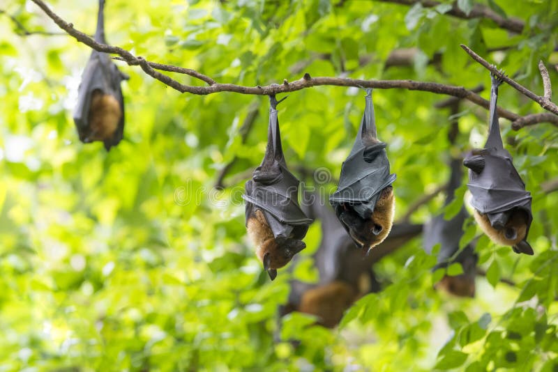 Bats are Sleeping by Turning Them Upside Down Stock Photo Image of