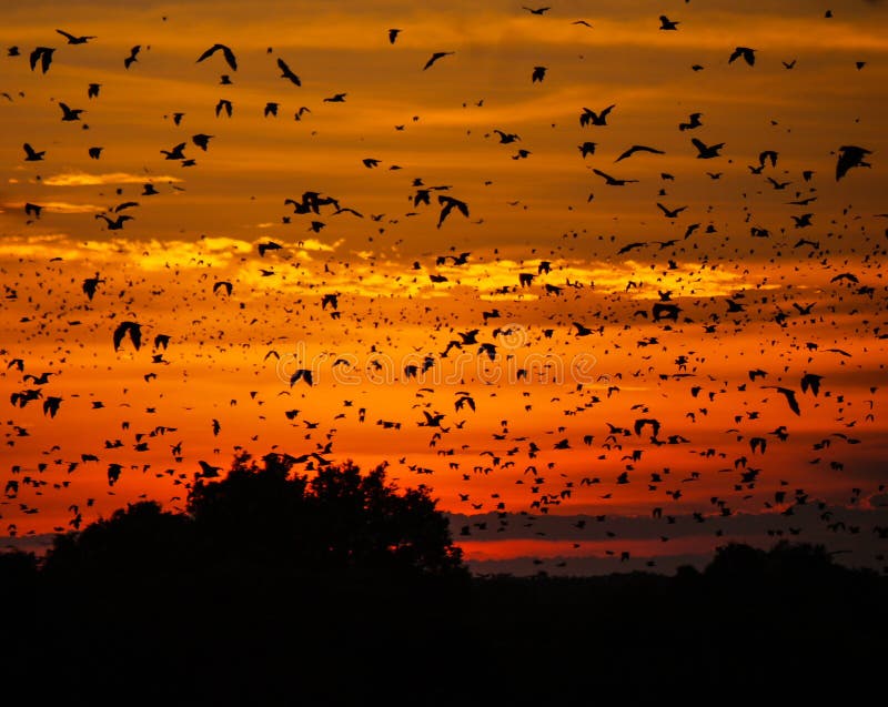 Bats at sunset stock photo Bats at sunset stock photo