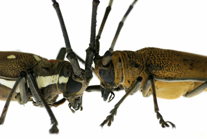 Battaglia dello scarabeo fotografie stock Battaglia dello scarabeo fotografie stock