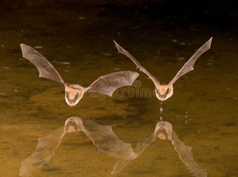 Batte en vol photographie stock Batte en vol photographie stock