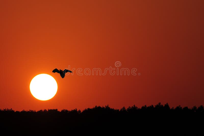 Batti le siluette con la luna eccellente - festival di Halloween fotografie stock Batti le siluette con la luna eccellente - festival di Halloween fotografie stock
