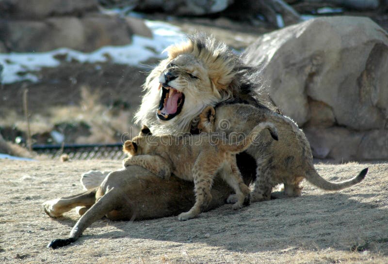 Daddy lion yelling at his two baby cubs who are trying to climb all over him. Daddy lion yelling at his two baby cubs who are trying to climb all over him