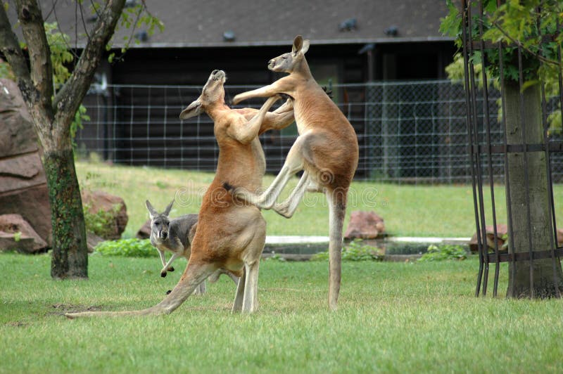 Dve kangaroos boj pre zábavu.