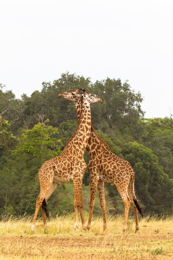 giraffes fighting gif