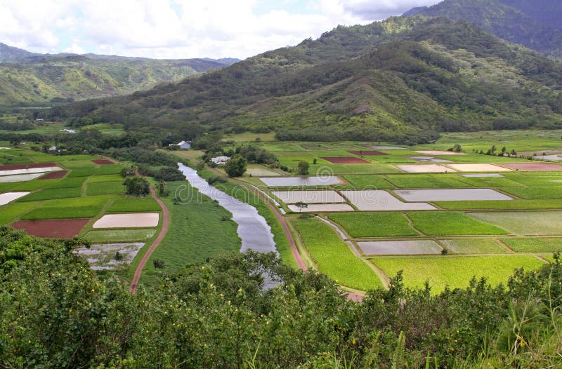 Bauernhof in Hawaii stockfoto. Bild von straße, abzugsgräben - 7573264