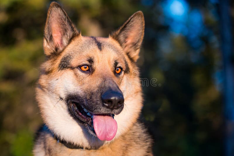BauernhofHund stockfoto. Bild von hunde, wald, hund 90188792
