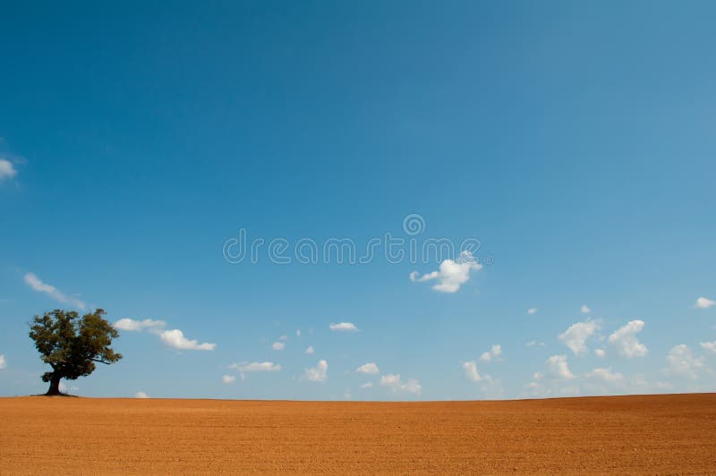Bauernhoffeld mit einzigem Baum stockfotografie