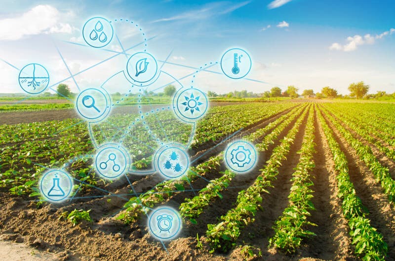 Bauernhoffeldpfeffer Innovation und moderne Technologie Qualitätskontrolle, Zunahmeernteerträge Überwachung des Wachstums der Anl