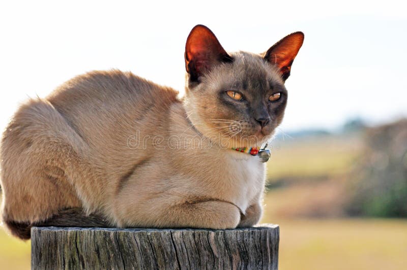 A purebred Burmese cat guards his territory keeping an eye out for prey as he relaxes perched high on a farm fence post in the sun outdoors. A purebred Burmese cat guards his territory keeping an eye out for prey as he relaxes perched high on a farm fence post in the sun outdoors.