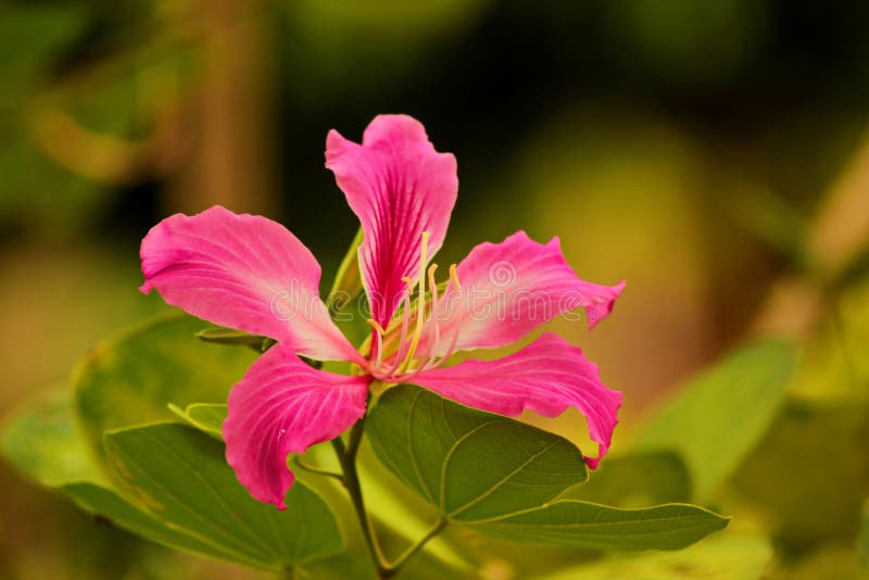 Bauhinia purpurea