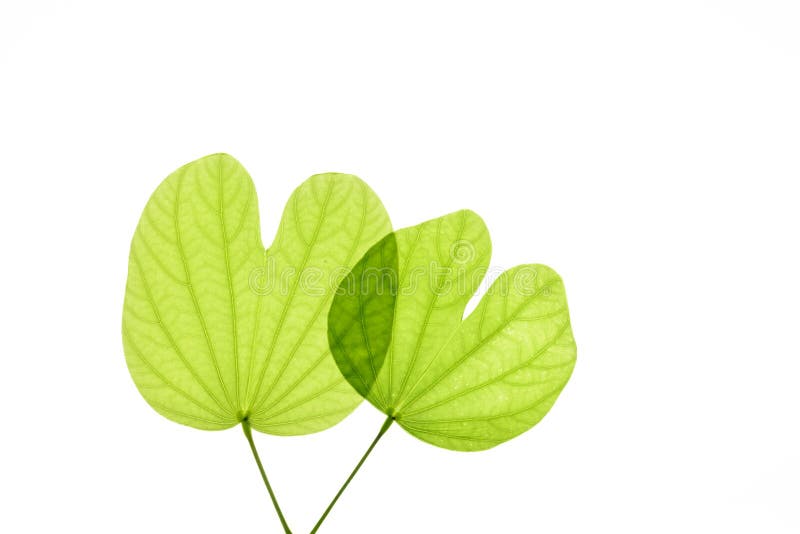 Bauhinia variegata royalty free stock images