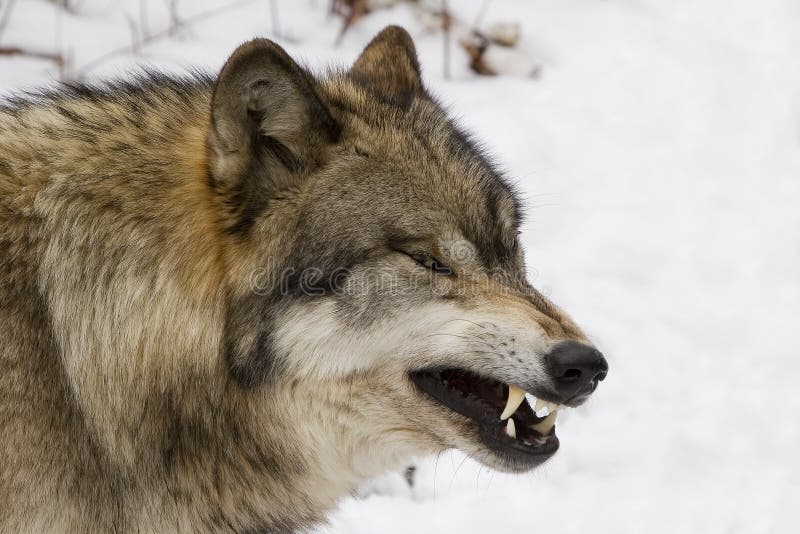 Bauholz-Wolf-Knurren III lizenzfreies stockbild Bauholz-Wolf-Knurren III lizenzfreies stockbild