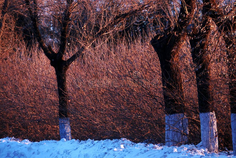 Baum lizenzfreie stockbilder Baum lizenzfreie stockbilder