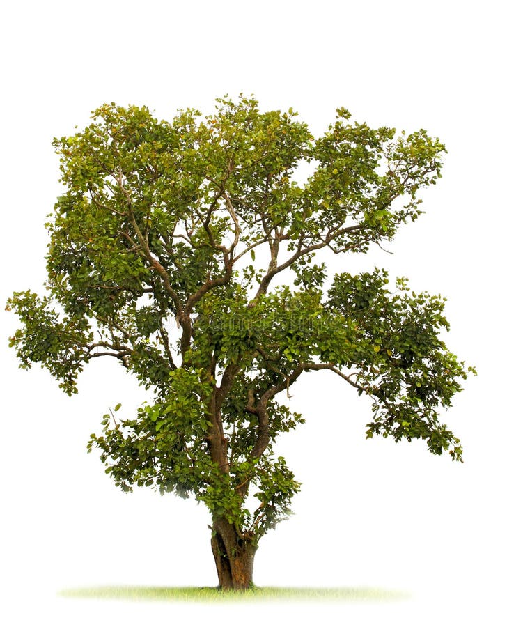 Baum Baum