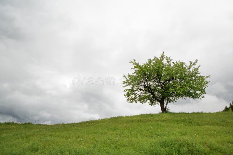 Baum auf einer grünen Wiese stockfotos