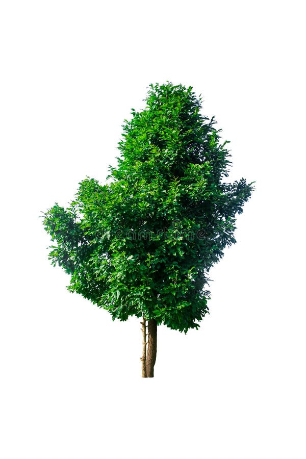 Baum auf einem Weiß lokalisierte den für die Werbung oder dekoratives Design verwendet zu werden Hintergrund, lizenzfreie stockfotografie Baum auf einem Weiß lokalisierte den für die Werbung oder dekoratives Design verwendet zu werden Hintergrund, lizenzfreie stockfotografie