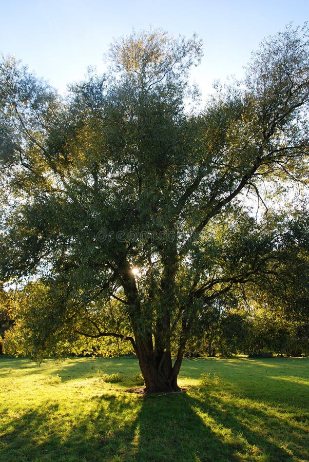 Baum auf grasbewachsenem Hügel lizenzfreie stockfotografie