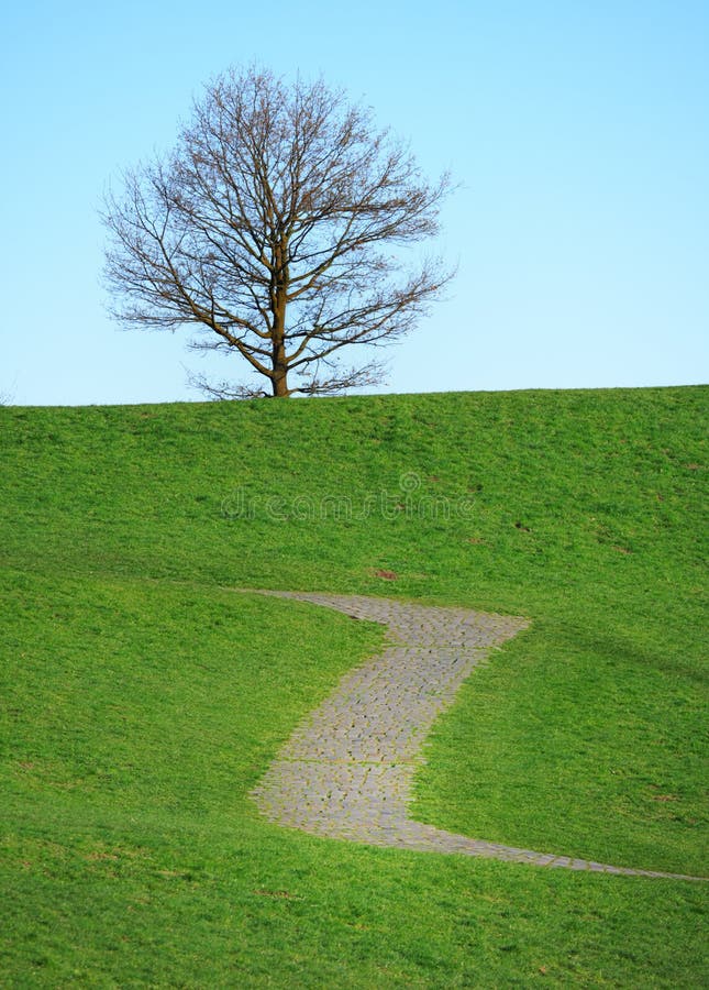 Baum auf dem Hügel lizenzfreies stockfoto