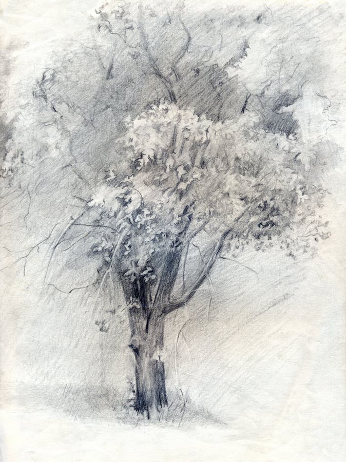 Baum Bleistift-Zeichnung auf Papier