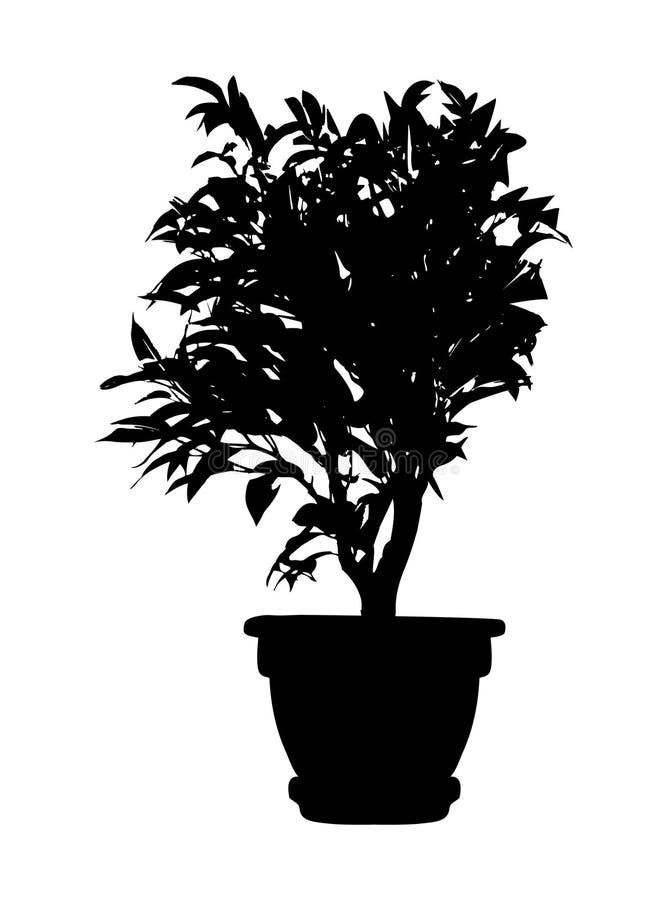 Tree, flower Benjamin - ficus tree in flowerpot, branches with leaves. Black silhouette, on white background. isolated. Tree, flower Benjamin - ficus tree in flowerpot, branches with leaves. Black silhouette, on white background. isolated