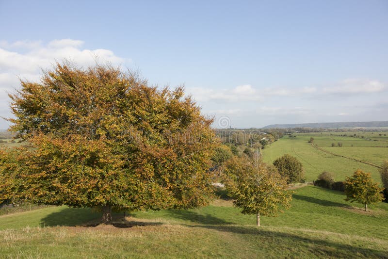 Baum in den Herbstfarben in Somerset England lizenzfreies stockbild Baum in den Herbstfarben in Somerset England lizenzfreies stockbild