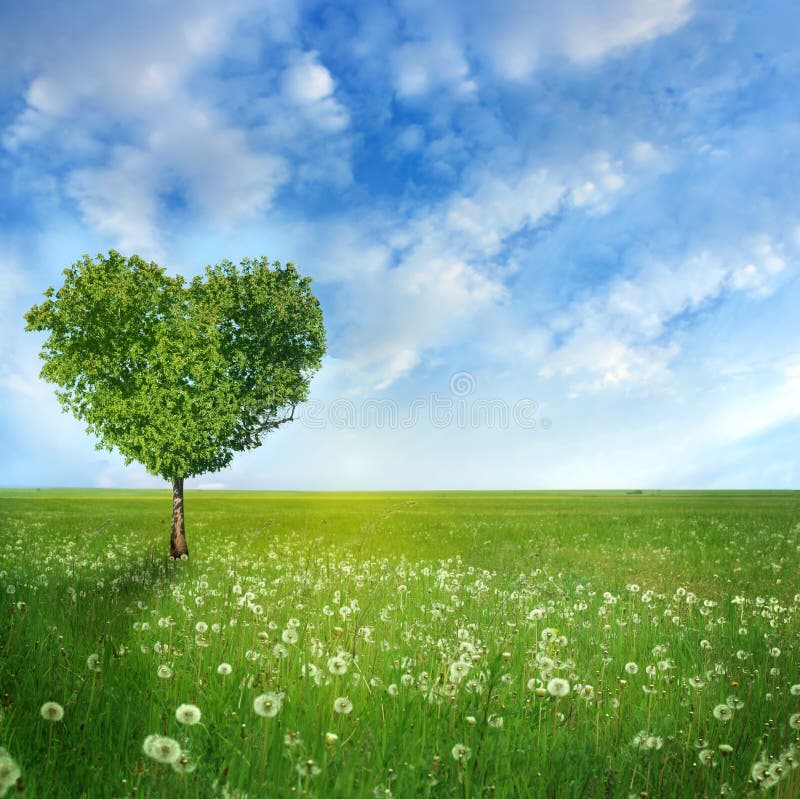 Baum der Liebe stockfotografie Baum der Liebe stockfotografie