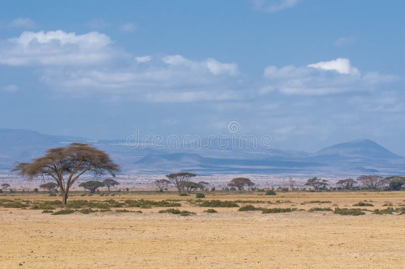 Baum in der Savanne, typische afrikanische Landschaft