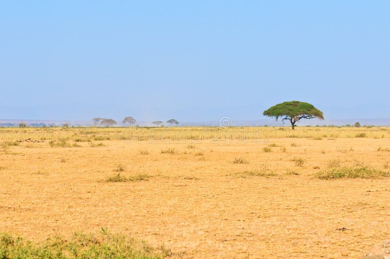 Baum In Der Savanne Typische Afrikanische Landschaft Stockfoto Bild Von Typische Landschaft