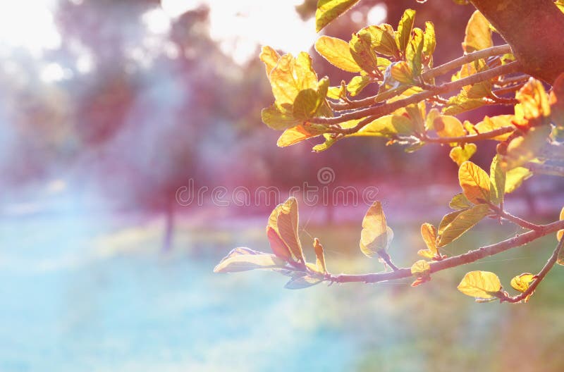 Baum an der Sonnenaufgangsonne sprengte abstrakten Hintergrund Träumerisches Konzept das Bild ist gefiltert Retro- stockfotos Baum an der Sonnenaufgangsonne sprengte abstrakten Hintergrund Träumerisches Konzept das Bild ist gefiltert Retro- stockfotos