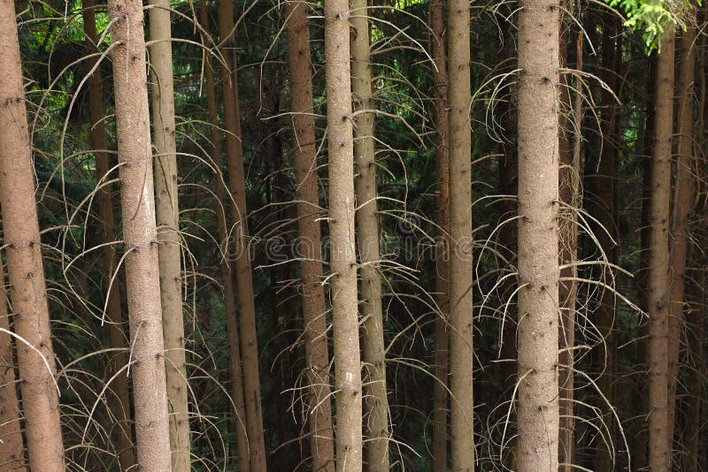 Baum- des Waldesstämme lizenzfreies stockbild Baum- des Waldesstämme lizenzfreies stockbild