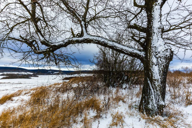 Baum in einer Landschaft umfasst im Schnee stockbilder Baum in einer Landschaft umfasst im Schnee stockbilder
