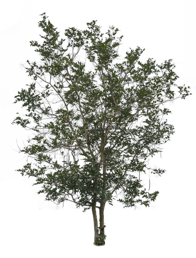 Baum getrennt auf weißem Hintergrund stockbilder Baum getrennt auf weißem Hintergrund stockbilder