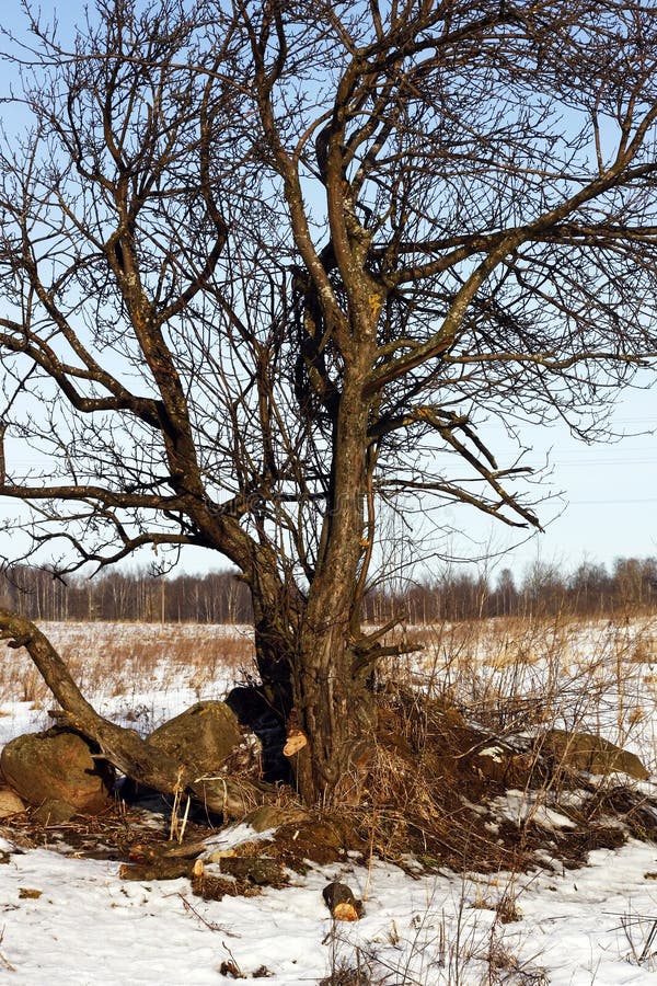 Baum Ohne Laub Mit Wurzeln Im Schnee Stockfoto Bild von steine