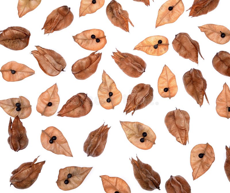 Baum-Samenhülsen koelreuteria paniculata des goldenen Regens stockfotografie Baum-Samenhülsen koelreuteria paniculata des goldenen Regens stockfotografie