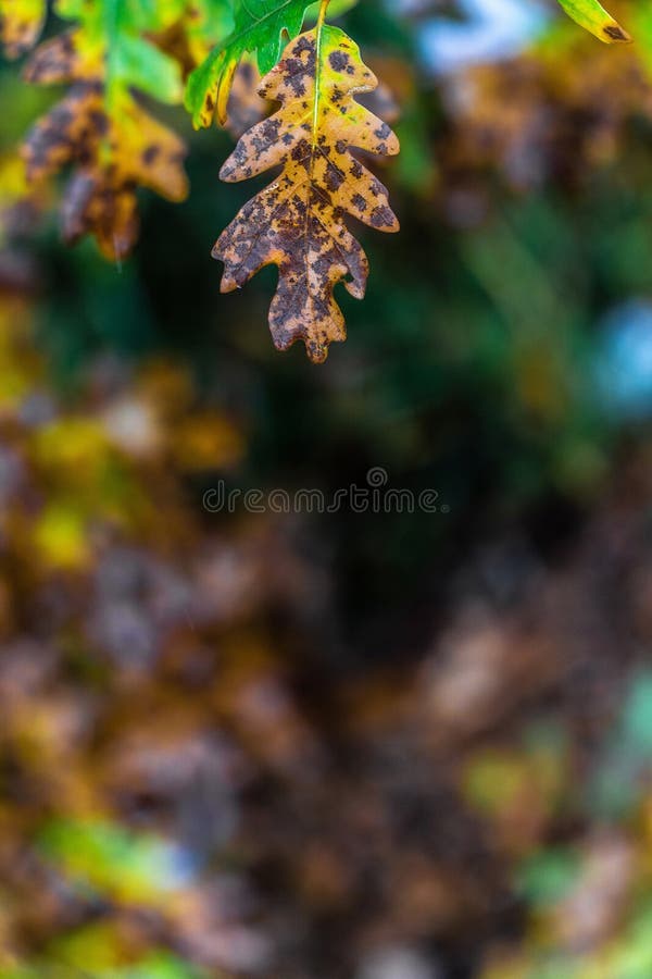 Baum und Blätter während des Fallherbstes nach Regen lizenzfreie stockfotos Baum und Blätter während des Fallherbstes nach Regen lizenzfreie stockfotos