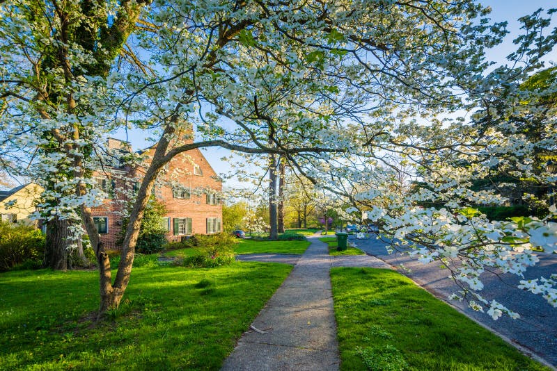 Baum Und Haus In Guilford Baltimore Maryland Stockbild Bild Von Baum Maryland