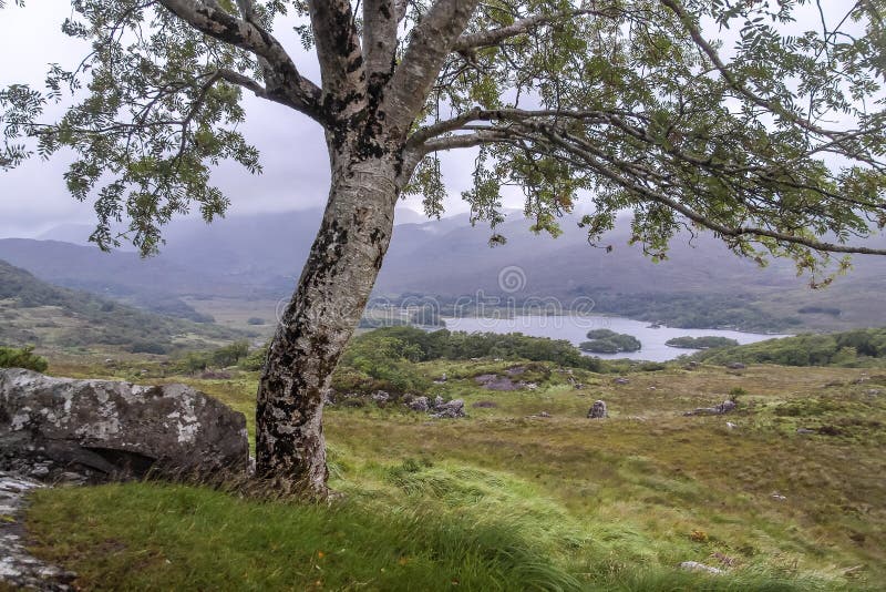 Baum und Landschaft an der Damen-Ansicht stockbild Baum und Landschaft an der Damen-Ansicht stockbild