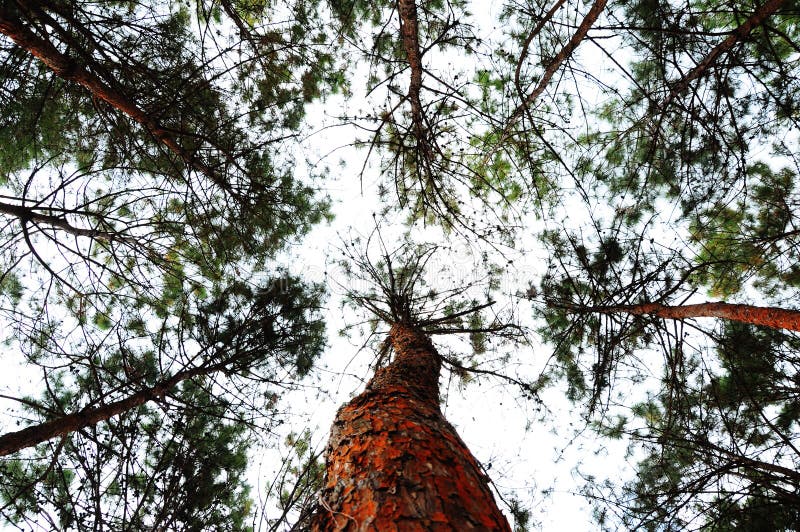 Baum unter Himmel oben schauen lizenzfreies stockfoto Baum unter Himmel oben schauen lizenzfreies stockfoto