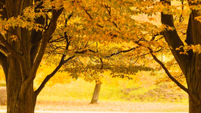 Baum während der Herbstsaison stockbilder Baum während der Herbstsaison stockbilder