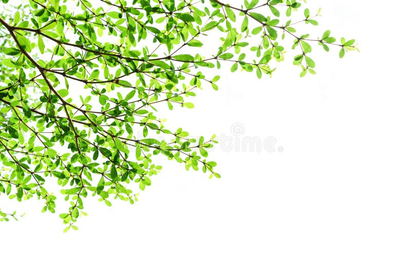 Baumast mit den Grünblättern lokalisiert lizenzfreies stockfoto Baumast mit den Grünblättern lokalisiert lizenzfreies stockfoto