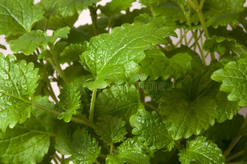 Baume de citron - officinalis de mélisse image libre de droits Baume de citron - officinalis de mélisse image libre de droits