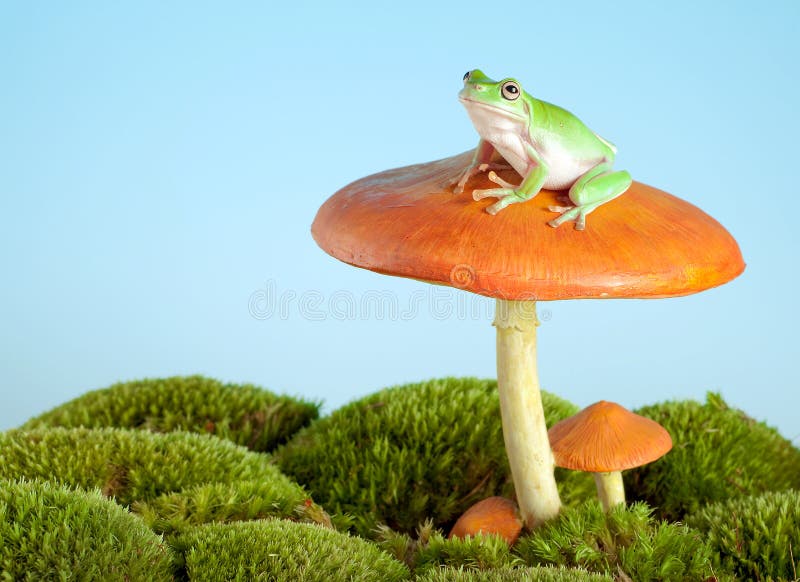 Baumfrosch auf Pilz lizenzfreies stockfoto Baumfrosch auf Pilz lizenzfreies stockfoto