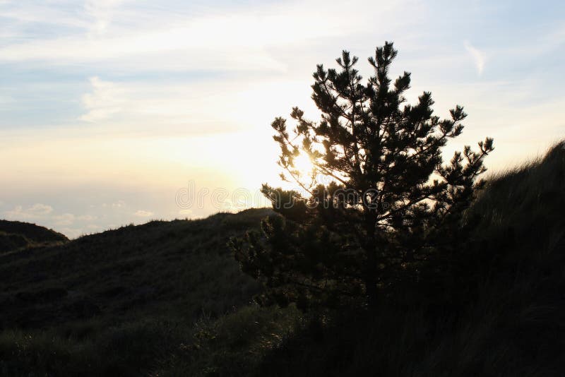 Baumlandschaft bei Sonnenuntergang stockbild Baumlandschaft bei Sonnenuntergang stockbild